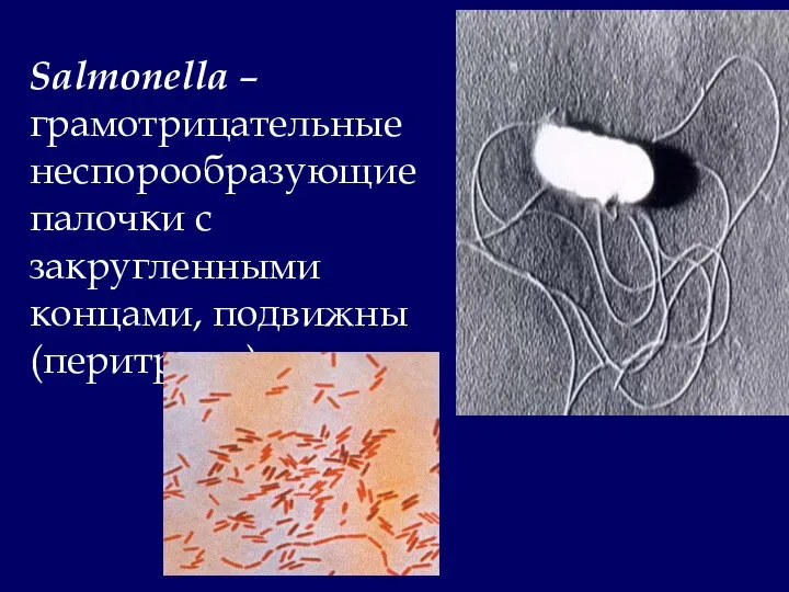 Salmonella – грамотрицательные неспорообразующие палочки с закругленными концами, подвижны (перитрихи).