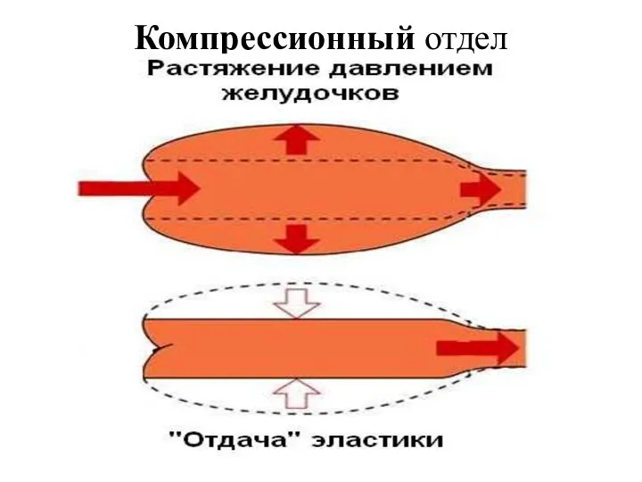 Компрессионный отдел