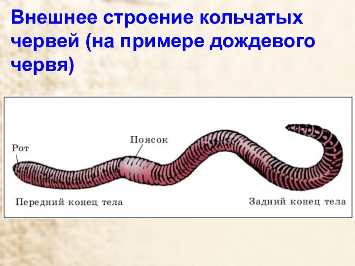 Внешнее строение кольчатых червей (на примере дождевого червя)