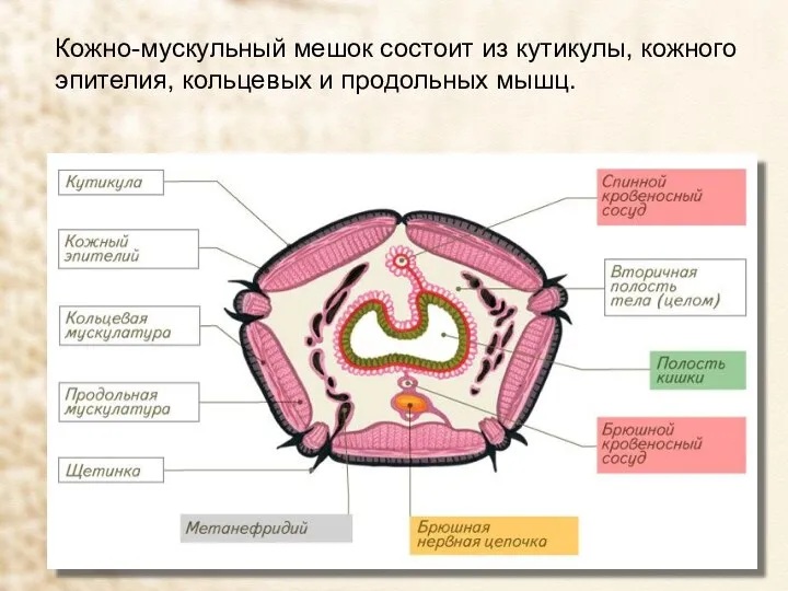 Кожно-мускульный мешок состоит из кутикулы, кожного эпителия, кольцевых и продольных мышц.