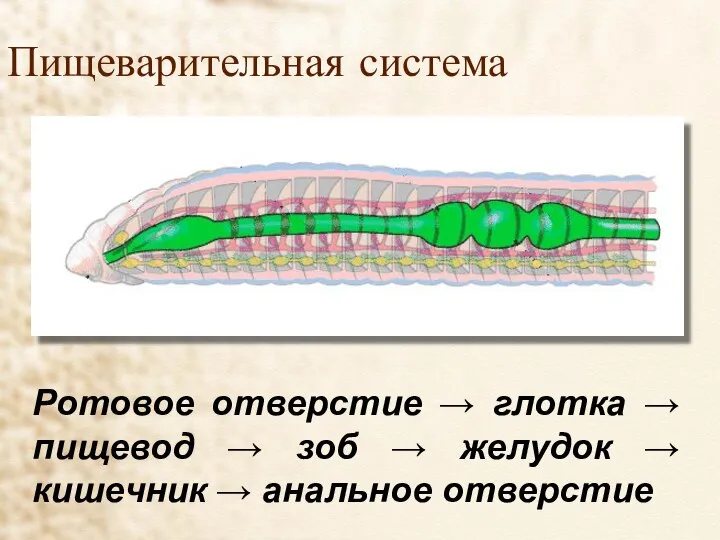 Пищеварительная система Ротовое отверстие → глотка → пищевод → зоб → желудок