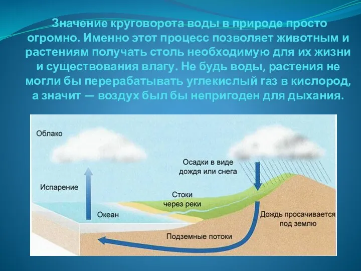 Значение круговорота воды в природе просто огромно. Именно этот процесс позволяет животным