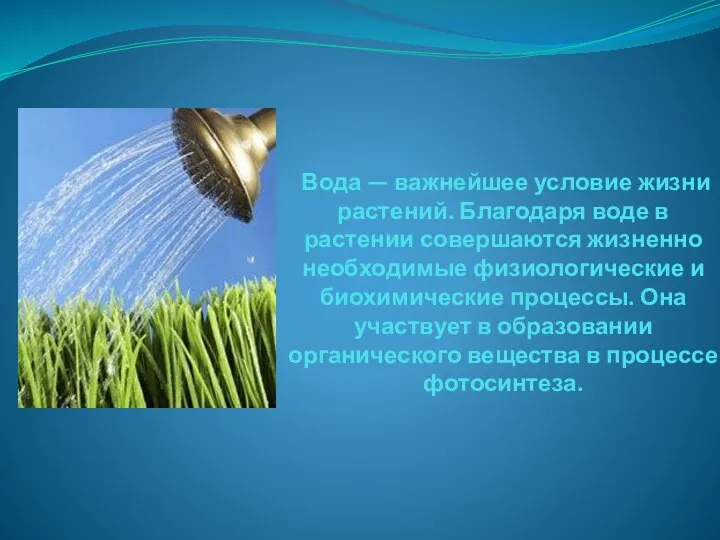 Вода — важнейшее условие жизни растений. Благодаря воде в растении совершаются жизненно