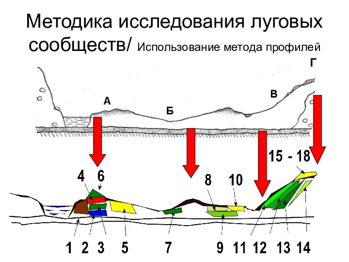 Методика исследования луговых сообществ/ Использование метода профилей Г