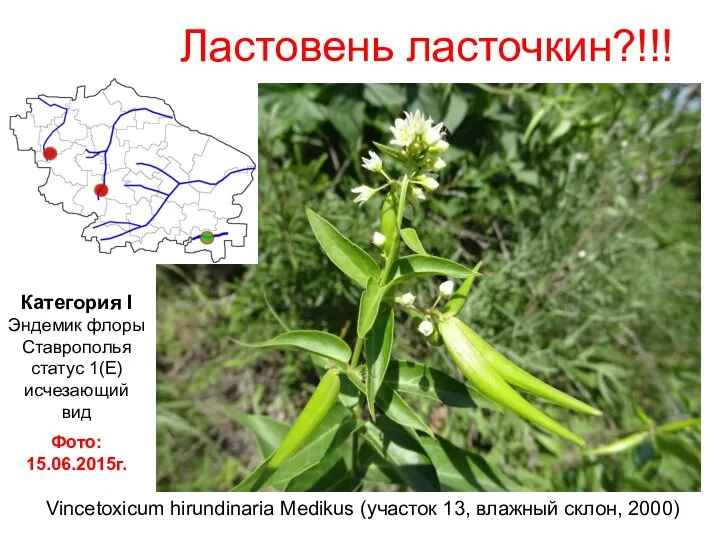 Ластовень ласточкин?!!! Vincetoxicum hirundinaria Medikus (участок 13, влажный склон, 2000) Категория I