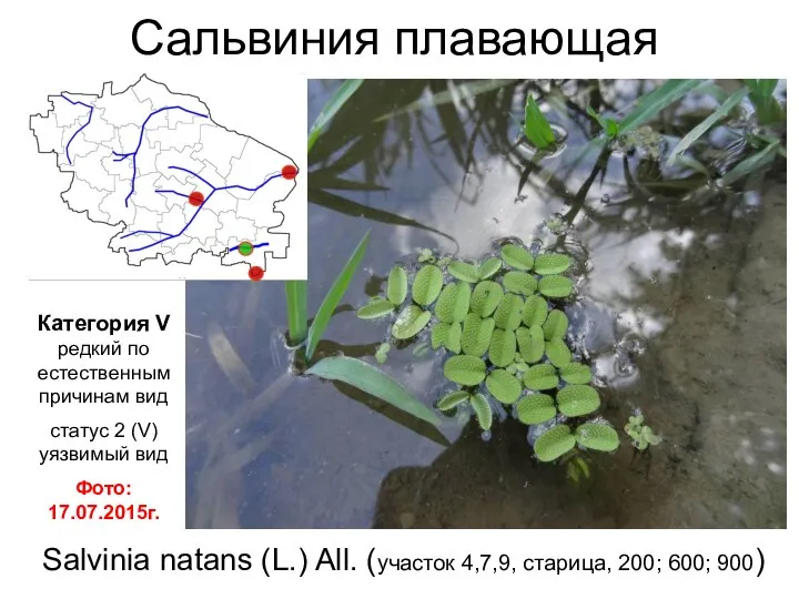 Сальвиния плавающая Salvinia natans (L.) All. (участок 4,7,9, старица, 200; 600; 900)