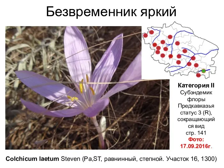 Безвременник яркий Colchicum laetum Steven (Pa,ST, равнинный, степной. Участок 16, 1300) Категория