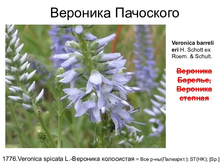 Вероника Пачоского 1776.Veronica spicata L.-Вероника колосистая = Все р-ны(Палеаркт.); ST(HK); [Sp.] Veronica