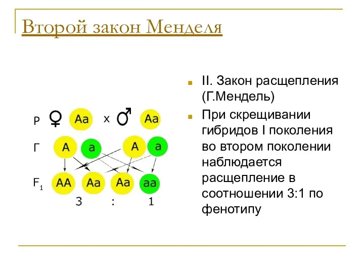 Второй закон Менделя II. Закон расщепления (Г.Мендель) При скрещивании гибридов I поколения