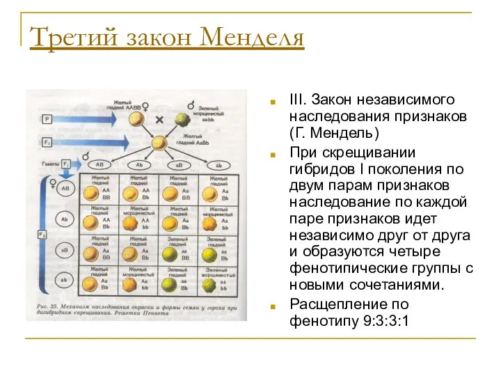 Третий закон Менделя III. Закон независимого наследования признаков (Г. Мендель) При скрещивании