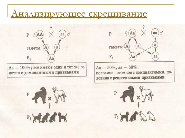 Анализирующее скрещивание