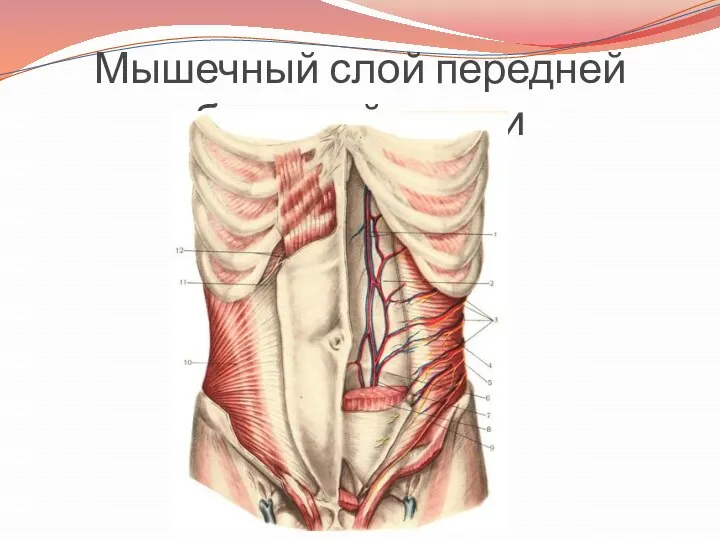 Мышечный слой передней брюшной стенки