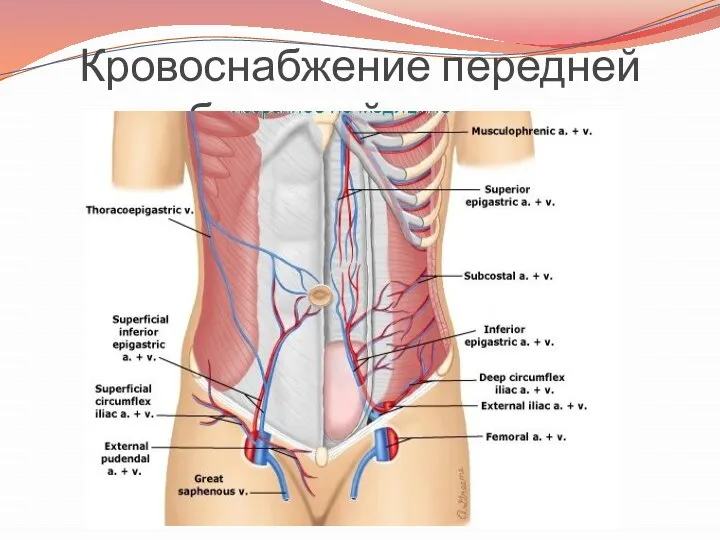 Кровоснабжение передней брюшной стенки