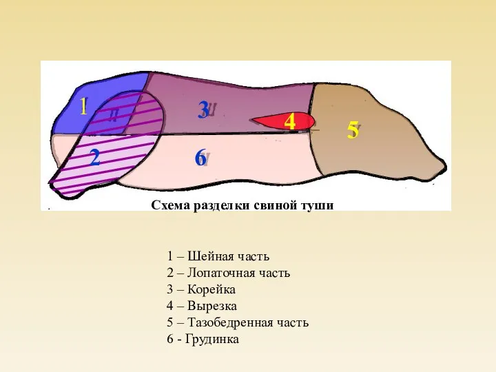 Схема разделки свиной туши 1 2 3 4 5 6 1 –