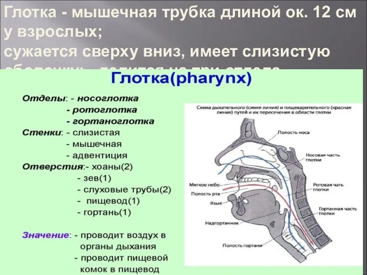 Глотка - мышечная трубка длиной ок. 12 см у взрослых; сужается сверху