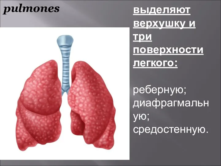 pulmones выделяют верхушку и три поверхности легкого: реберную; диафрагмальную; средостенную.