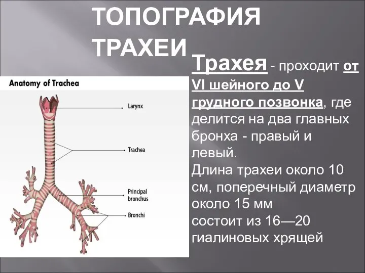 Трахея - проходит от VI шейного до V грудного позвонка, где делится