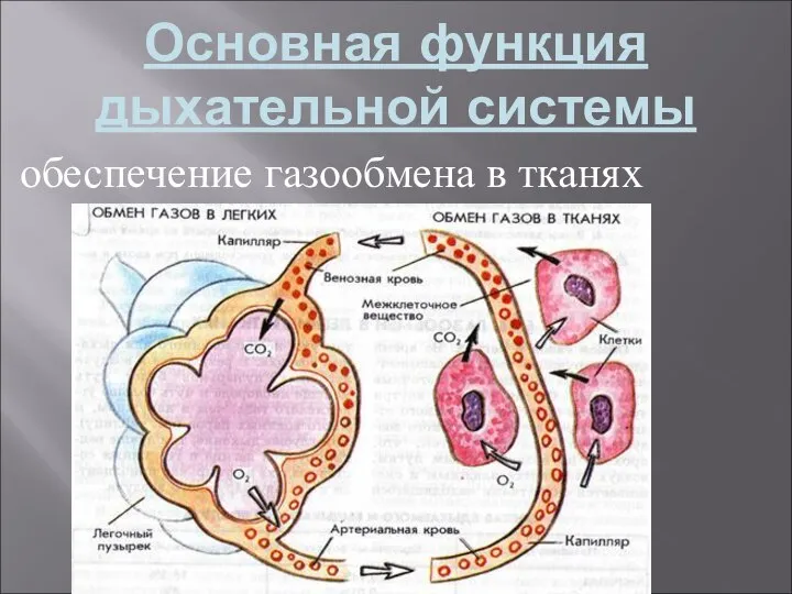 Основная функция дыхательной системы обеспечение газообмена в тканях