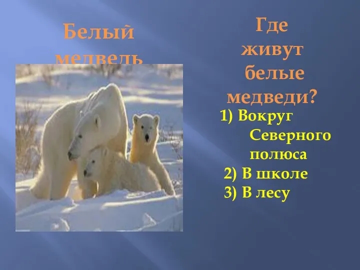 Белый медведь Где живут белые медведи? 1) Вокруг Северного полюса 2) В школе 3) В лесу