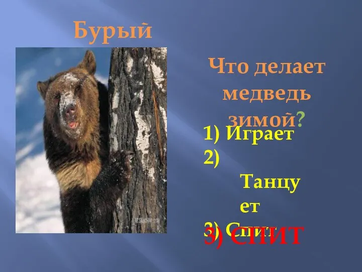 Бурый медведь Что делает медведь зимой? 1) Играет 2) Танцует 3) Спит 3) СПИТ