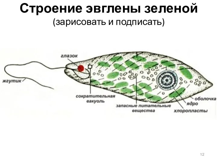 Строение эвглены зеленой (зарисовать и подписать)