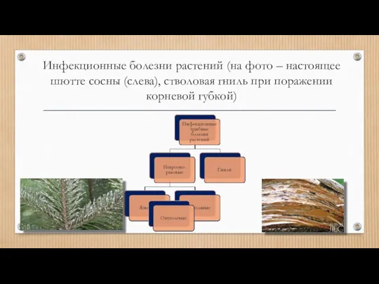 Инфекционные болезни растений (на фото – настоящее шютте сосны (слева), стволовая гниль при поражении корневой губкой)