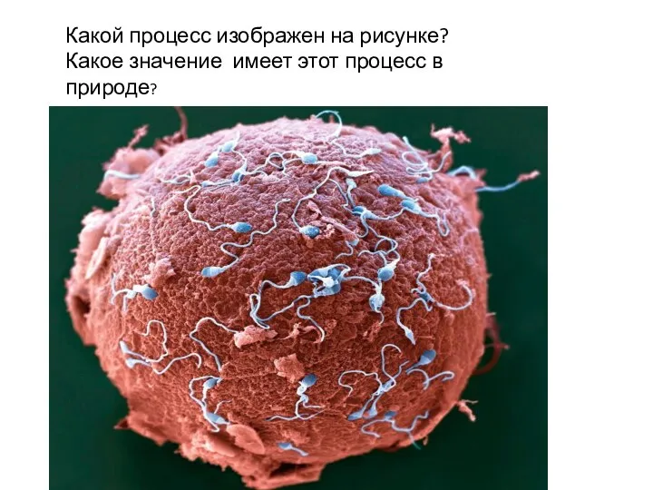 Какой процесс изображен на рисунке? Какое значение имеет этот процесс в природе?