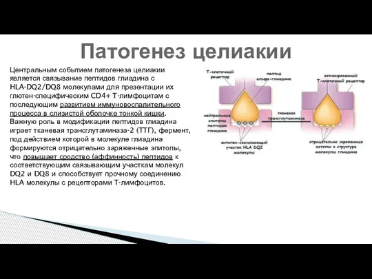 Патогенез целиакии Центральным событием патогенеза целиакии является связывание пептидов глиадина с HLA-DQ2/DQ8