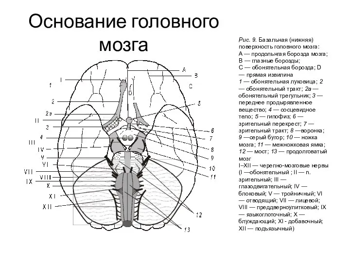 Основание головного мозга Рис. 9. Базальная (нижняя) поверхность головного мозга: A —
