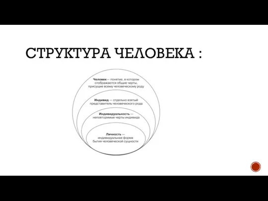 СТРУКТУРА ЧЕЛОВЕКА :