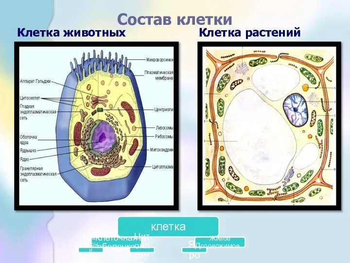 Состав клетки Клетка животных Клетка растений клетка Клеточная оболочка Органоиды и включения Цитоплазма Живое содержимое Ядро