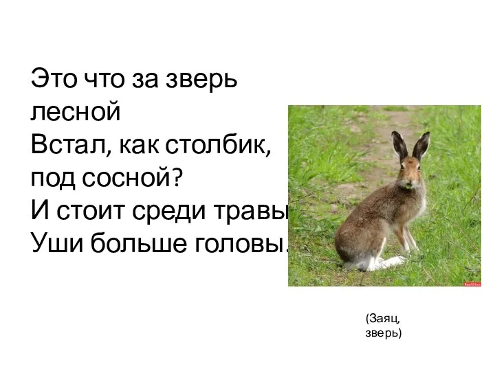 ? Это что за зверь лесной Встал, как столбик, под сосной? И