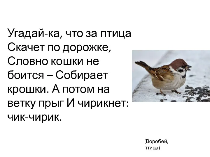 ? Угадай-ка, что за птица Скачет по дорожке, Словно кошки не боится