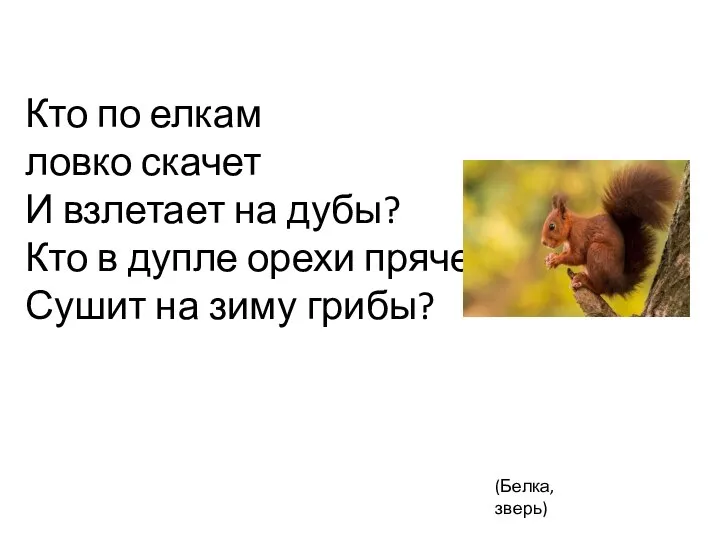 ? Кто по елкам ловко скачет И взлетает на дубы? Кто в