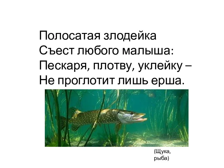 ? Полосатая злодейка Съест любого малыша: Пескаря, плотву, уклейку – Не проглотит лишь ерша. (Щука, рыба)