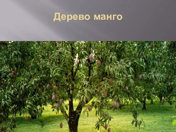 Дерево манго