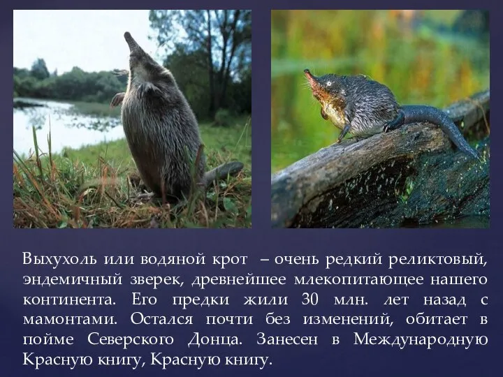 Выхухоль или водяной крот – очень редкий реликтовый, эндемичный зверек, древнейшее млекопитающее