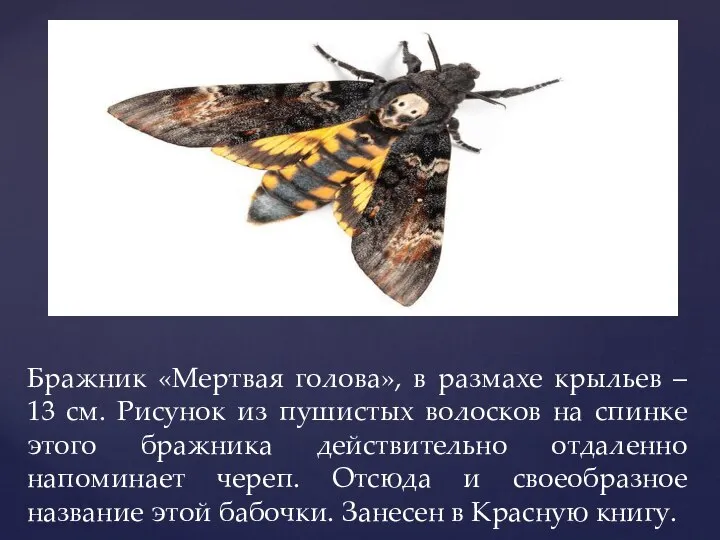 Бражник «Мертвая голова», в размахе крыльев – 13 см. Рисунок из пушистых