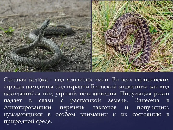 Степная гадюка - вид ядовитых змей. Во всех европейских странах находится под