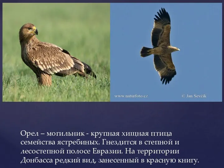 Орел – могильник - крупная хищная птица семейства ястребиных. Гнездится в степной