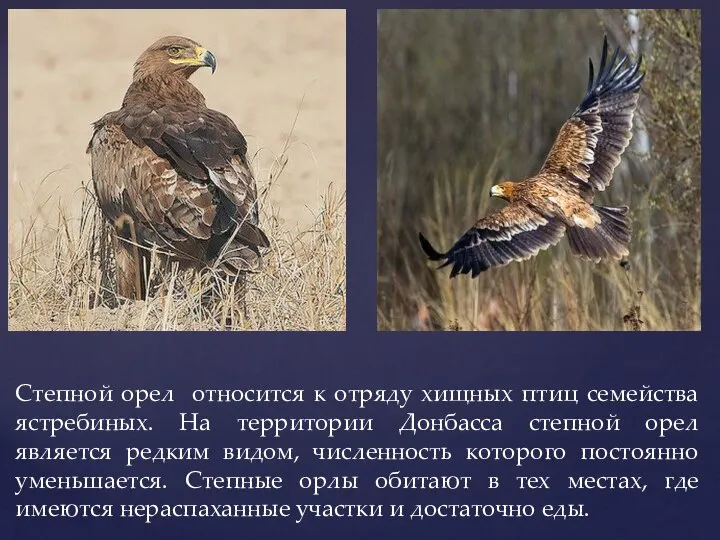 Степной орел относится к отряду хищных птиц семейства ястребиных. На территории Донбасса