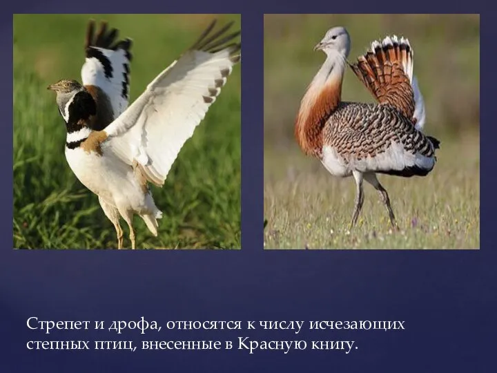 Стрепет и дрофа, относятся к числу исчезающих степных птиц, внесенные в Красную книгу.