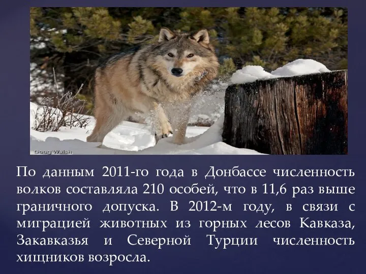 По данным 2011-го года в Донбассе численность волков составляла 210 особей, что