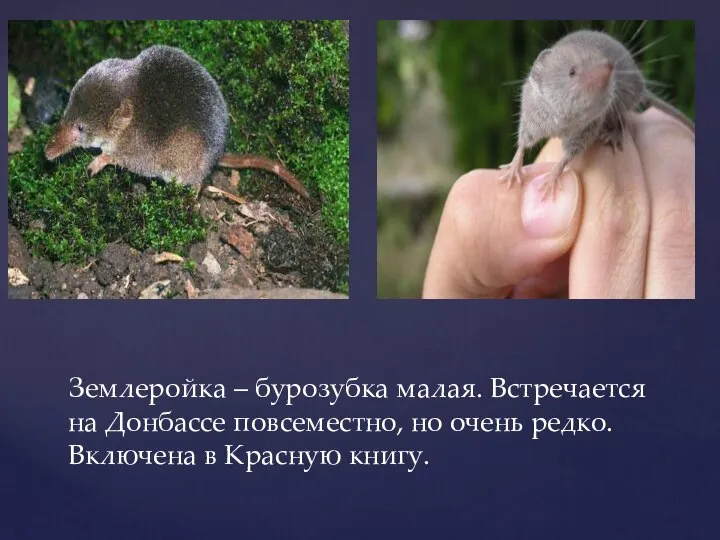 Землеройка – бурозубка малая. Встречается на Донбассе повсеместно, но очень редко. Включена в Красную книгу.