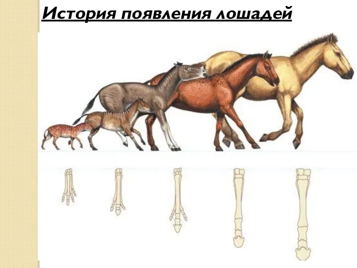 История появления лошадей