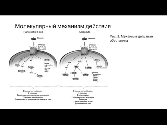 Молекулярный механизм действия Рис. 3. Механизм действия обестатина