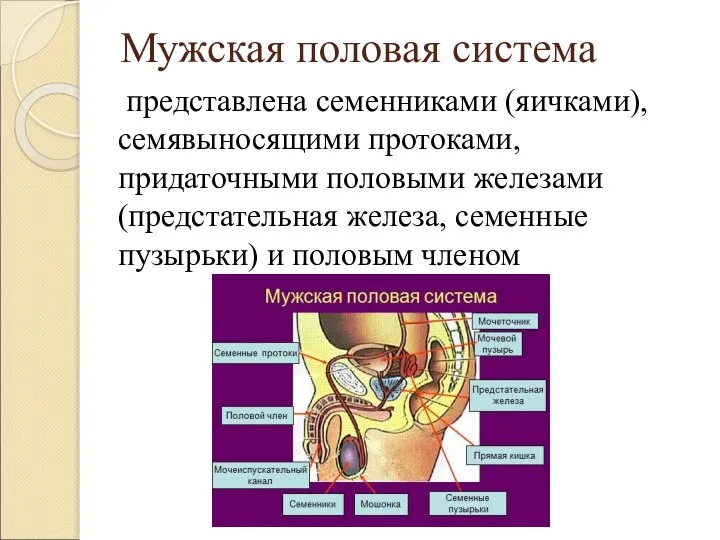 Мужская половая система представлена семенниками (яичками), семявыносящими протоками, придаточными половыми железами (предстательная