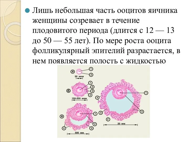 Лишь небольшая часть ооцитов яичника женщины созревает в течение плодовитого периода (длится