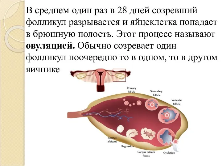 В среднем один раз в 28 дней созревший фолликул разрывается и яйцеклетка