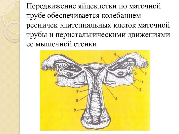 Передвижение яйцеклетки по маточной трубе обеспечивается колебанием ресничек эпителиальных клеток маточной трубы